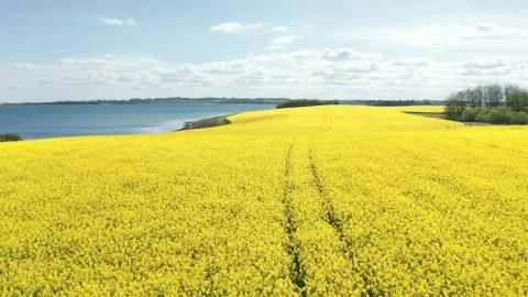 Stock Video Farmland By The Ocean Live Wallpaper For PC - Free Live Wallpaper