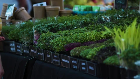 Stock Video Farmers Market Display Of Fresh Herbs Live Wallpaper For PC - Free Live Wallpaper