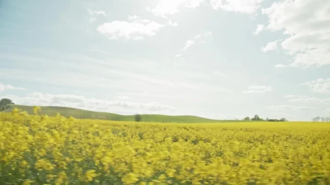 Stock Video Farmers Field In The Summer Live Wallpaper For PC - Free Live Wallpaper