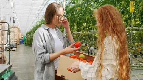 Stock Video Farmers Checking Tomatoes In Greenhouse Live Wallpaper For PC - Free Live Wallpaper