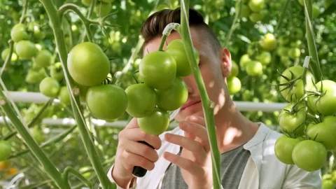 Stock Video Farmer Checking Vegetables Quality In A Greenhouse Live Wallpaper For PC - Free Live Wallpaper