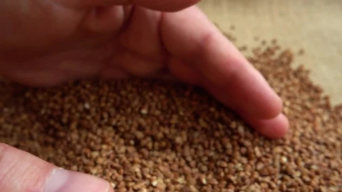 Stock Video Farmer Gathering Up A Crop Sample Live Wallpaper For PC - Free Live Wallpaper