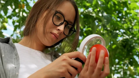 Stock Video Farmer Checking A Tomato With A Magnifying Glass Live Wallpaper For PC - Free Live Wallpaper