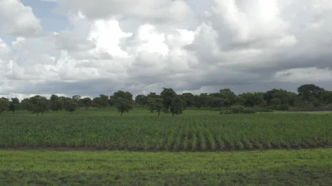 Stock Video Farm In Africa With Crops Live Wallpaper For PC - Free Live Wallpaper