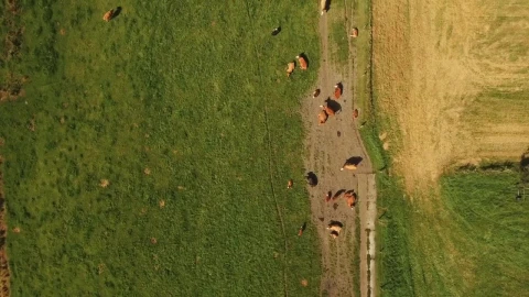 Stock Video Farm Animals In The Sun Live Wallpaper For PC - Free Live Wallpaper