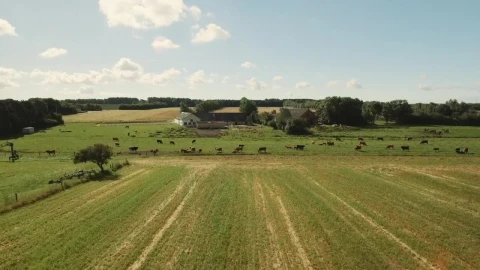 Stock Video Farm Animals In A Field Live Wallpaper For PC - Free Live Wallpaper