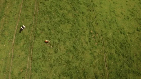 Stock Video Farm Animals Feeding In A Field Live Wallpaper For PC - Free Live Wallpaper