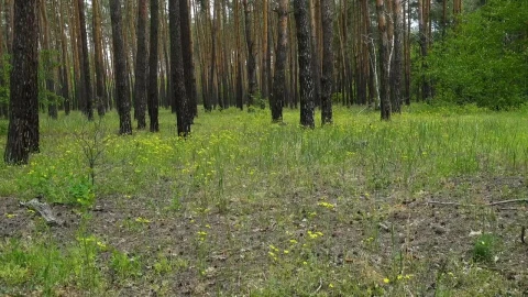 Stock Video Family Walking Through The Forest Live Wallpaper For PC - Free Live Wallpaper