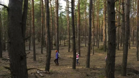 Stock Video Family Hiking Through The Forest Live Wallpaper For PC - Free Live Wallpaper