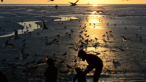 Stock Video Family Feeding Birds At Sunset Live Wallpaper For PC - Free Live Wallpaper