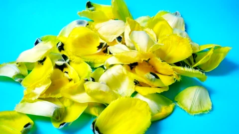 Stock Video Falling Yellow Petals Reverse Video Live Wallpaper For PC - Free Live Wallpaper