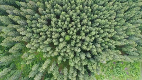 Stock Video Falling To The Pines Of A Forest Live Wallpaper For PC - Free Live Wallpaper