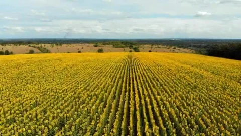 Stock Video Mixkit Flying Over A Large Sunflower Field Smal Live Wallpaper For PC - Free Live Wallpaper