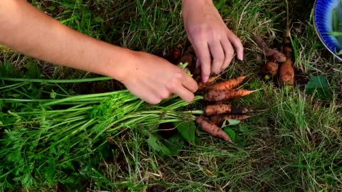 Stock Video Hands Harvesting Wild Carrots Live Wallpaper For PC - Free Live Wallpaper