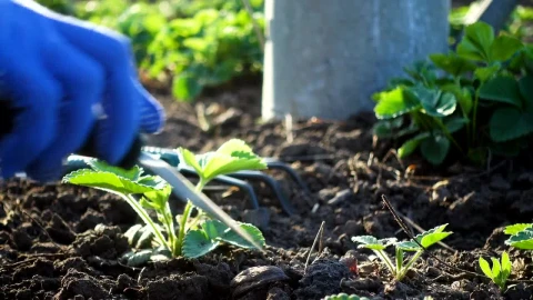 Stock Video Hands Doing Gardening Work Live Wallpaper For PC - Free Live Wallpaper