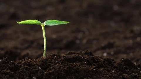 Stock Video Hand Watering A Small Plant Close Up Live Wallpaper For PC - Free Live Wallpaper