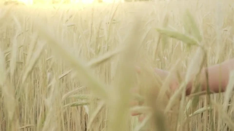 Stock Video Hand Of A Girl During A Walk In A Wheat Live Wallpaper For PC - Free Live Wallpaper