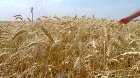 Stock Video Hand Caressing Wheat Live Wallpaper For PC - Free Live Wallpaper