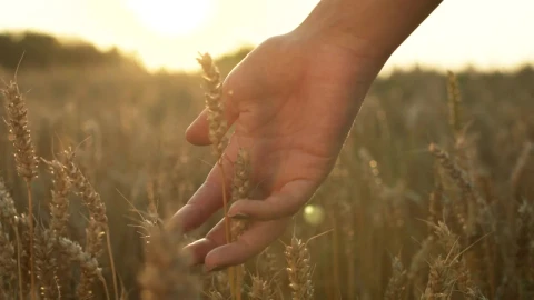 Stock Video Hand Caressing The Wheat Grain Live Wallpaper For PC - Free Live Wallpaper