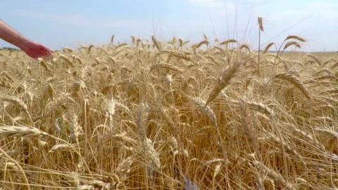 Stock Video Hand Caressing The Wheat Live Wallpaper For PC - Free Live Wallpaper
