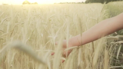 Stock Video Hand Brushing Through Wheat Field In Slow Motion Live Wallpaper For PC - Free Live Wallpaper