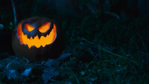 Stock Video Halloween Pumpkin In The Garden Live Wallpaper For PC - Free Live Wallpaper