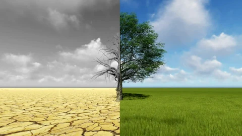 Stock Video Half A Tree In The Desert And In A Garden Live Wallpaper For PC - Free Live Wallpaper