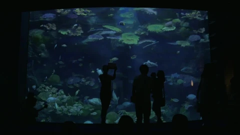 Stock Video Group Taking Photos Of Fish Live Wallpaper For PC - Free Live Wallpaper