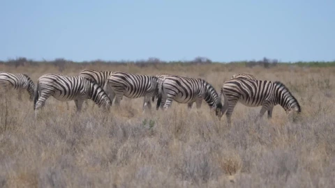 Stock Video Group Of Zebras Eating In The Savannah Live Wallpaper For PC - Free Live Wallpaper
