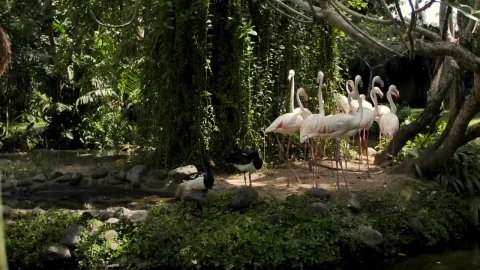 Stock Video Group Of Flamingos On The Shore Of A Lake Live Wallpaper For PC - Free Live Wallpaper