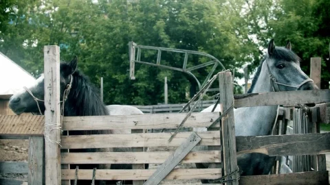Stock Video Grey And Black Horses In The Stable Live Wallpaper For PC - Free Live Wallpaper