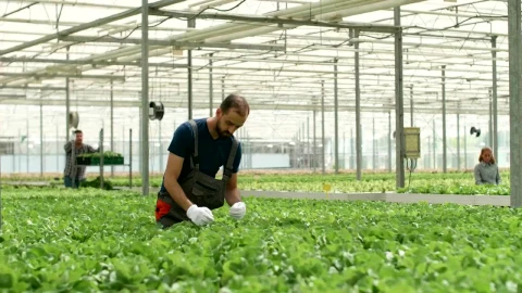Stock Video Greenhouse Worker Inspects Growth Of Vegetables Live Wallpaper For PC - Free Live Wallpaper