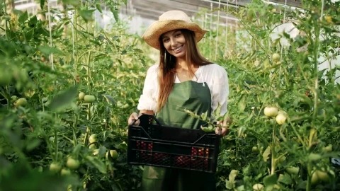 Stock Video Greenhouse Worker Holds Crate Of Vegetables Live Wallpaper For PC - Free Live Wallpaper