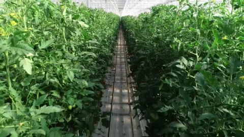 Stock Video Greenhouse Crops Growing Live Wallpaper For PC - Free Live Wallpaper