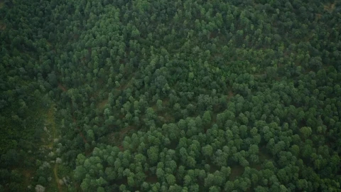 Stock Video Green Woods Live Wallpaper For PC - Free Live Wallpaper