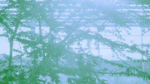Stock Video Greenhouse And The Sun Live Wallpaper For PC - Free Live Wallpaper