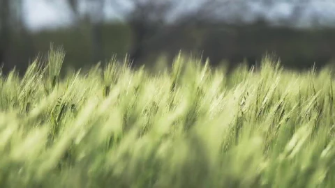 Stock Video Green Wheat Moving With The Wind Live Wallpaper For PC - Free Live Wallpaper