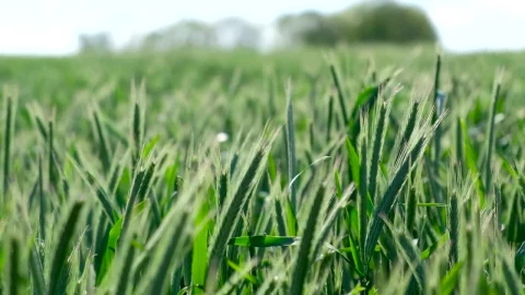Stock Video Green Wheat Moving In The Wind Live Wallpaper For PC - Free Live Wallpaper