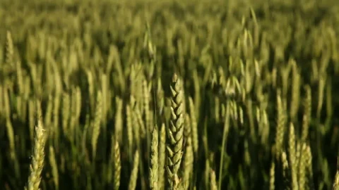 Stock Video Green Wheat Field Moving By The Wind Live Wallpaper For PC - Free Live Wallpaper