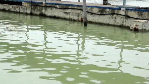 Stock Video Green Waters Of A Fishing Dock Live Wallpaper For PC - Free Live Wallpaper