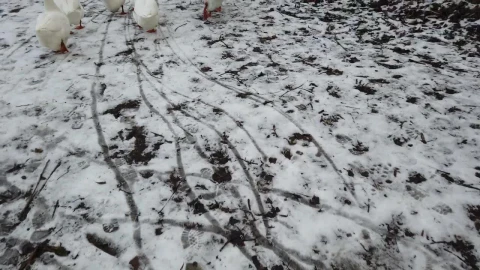 Stock Video Geese Walking Along A Pond Live Wallpaper For PC - Free Live Wallpaper