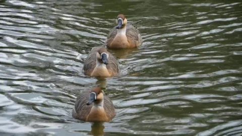 Stock Video Geese Swimming In The Lake Live Wallpaper For PC - Free Live Wallpaper