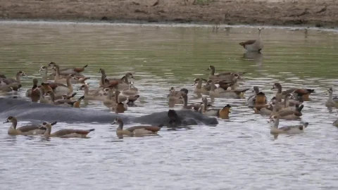 Stock Video Geese Swimming Alongside A Hippopotamus Live Wallpaper For PC - Free Live Wallpaper