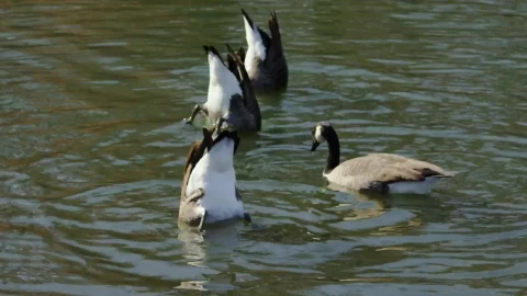 Stock Video Geese Feeding In A Lake Live Wallpaper For PC - Free Live Wallpaper