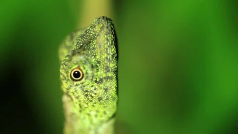 Stock Video Gecko Slowly Turning Live Wallpaper For PC - Free Live Wallpaper