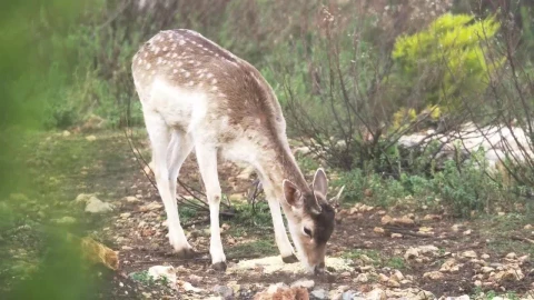 Stock Video Gazelle In The Woods Live Wallpaper For PC - Free Live Wallpaper
