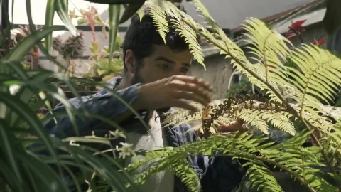 Stock Video Gardener Trims A Fern Live Wallpaper For PC - Free Live Wallpaper
