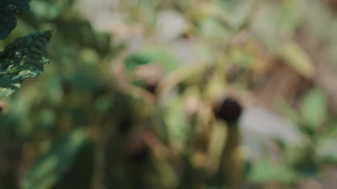 Stock Video Gardener Tending To Eggplant Live Wallpaper For PC - Free Live Wallpaper