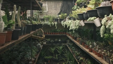 Stock Video Gardener Shelving Potted Plants Live Wallpaper For PC - Free Live Wallpaper