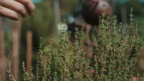Stock Video Gardener Picking Leaves From A Plant Live Wallpaper For PC - Free Live Wallpaper